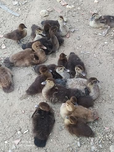 Ördəklər: Erkək, | Lal ördək, Damazlıq, Ünvandan götürmə — 3