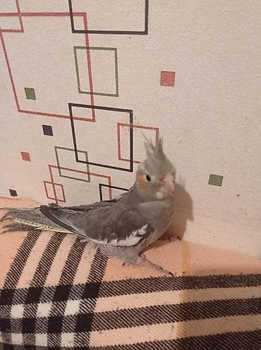 bulbul qusu: Məhsul: Korella papuqay balaları (2 ədəd) Təsvir: - Növ: Korella — 4