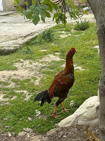 mirvari canta: Salam heyvan 9aylgdi göz qabagndadi ciddi alıcılar narahat eləsin — 3