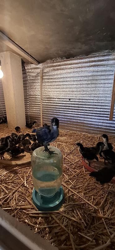 Индюшки: Təmiz qan Alman Astroloq (uzunquyruq) 20 günlük cücələri — 1