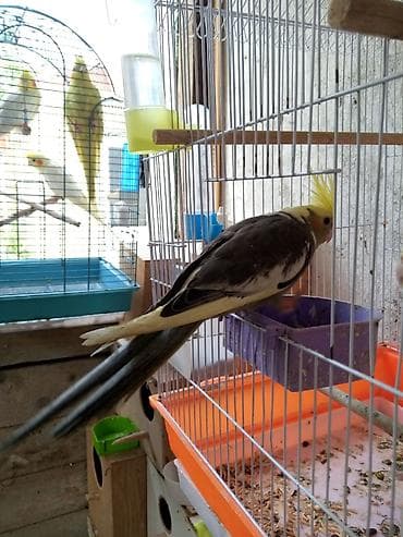 Korella karella erkəy disi hazir quslar bala quslar dərmanlari verilib