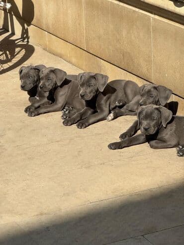 guclu itler: Kane-Korso, 2 ay, Ünvandan götürmə — 7