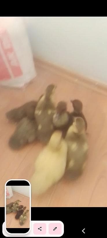 qaz ordək: Muscovy ördək balaları (indoşkalar) – müxtəlif rənglərdə civcivlər. - — 4