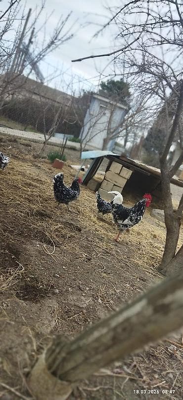 baki quslari: Toyuq cücələri, Damazlıq — 3