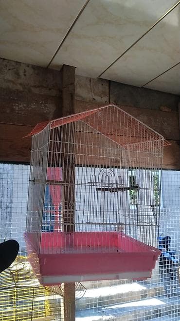 qefes: Vatsapla elaqe saxlasyin quslar qefesler Məhsul: Nimfa (Cockatiel) — 4