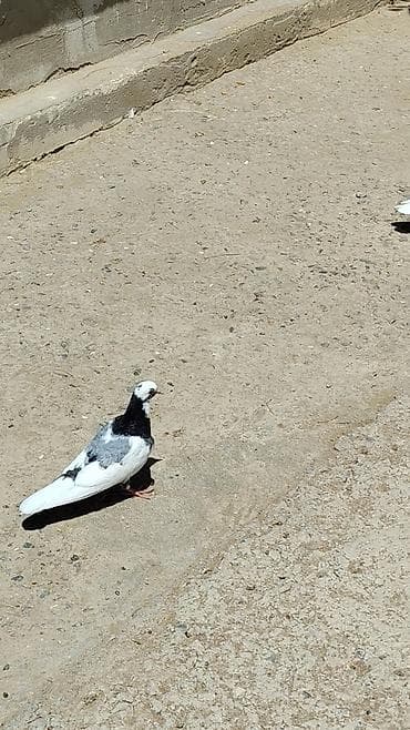 qaz ve ordek satisi: 3 denedi, hamsi 40 azn Qaradağ göy erkekdi iksi maya — 3