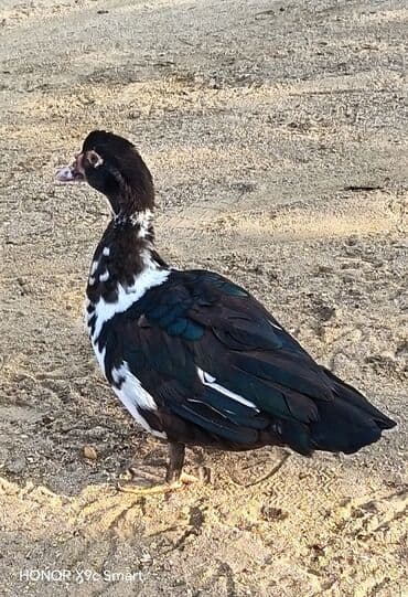 ördək balası satışı: 12 eded lal.ordek.satilir hamsi bir yerde wp aktivdi — 1