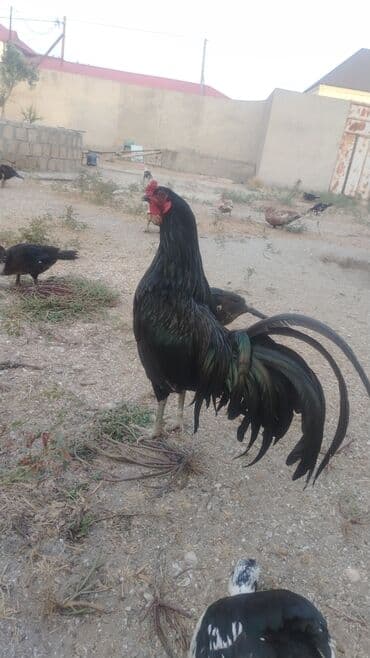 xoruzun nece rengi var: Qiymətli dekorativ xoruz - Rəng: tam qara, yaşıl-bənövşəyi metalik — 1