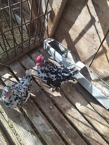 xaski itleri qiymeti: Cütü 50 azn xırda cavan heyvanlardır — 3