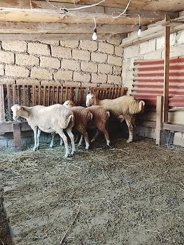 guzu: Qoyunlar, qoçlar — 2