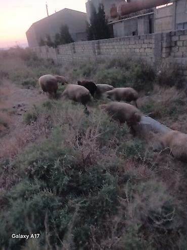 cins at: Mal-qara: Qoyun sürüsü - Növ: Qoyunlar (bir neçə baş, müxtəlif — 1