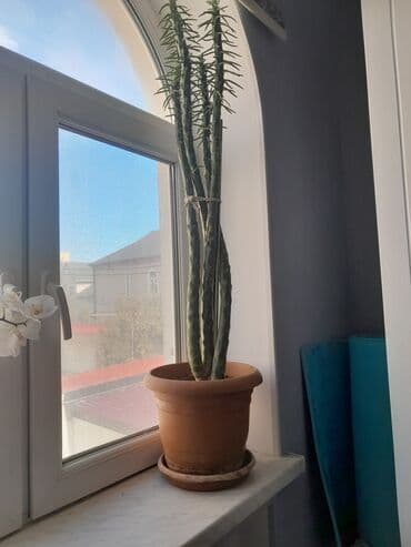 dəmir tikanı bitkisi: Kaktus torfa əkilib. Badamdardadı — 2