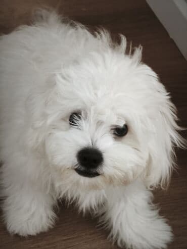 Lincoln: Мальтийская болонка, 6 месяцев, Самец — 5