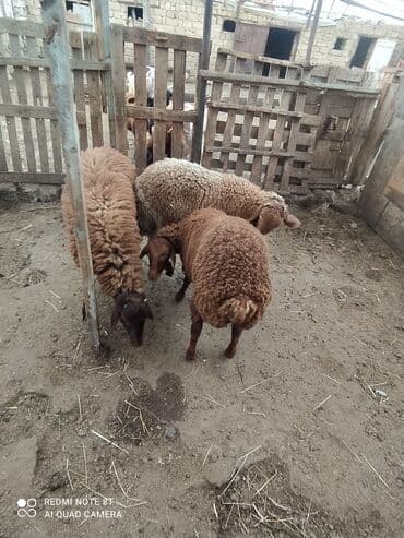 qala sortu: 2 dənə ERKƏY quzular satılır tərəzinən 8, 50 KÖK QUZULARDI ÜNVAN — 5