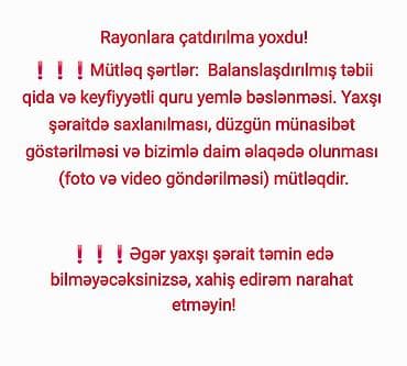 İtlər: 3 ay, Dişi — 5