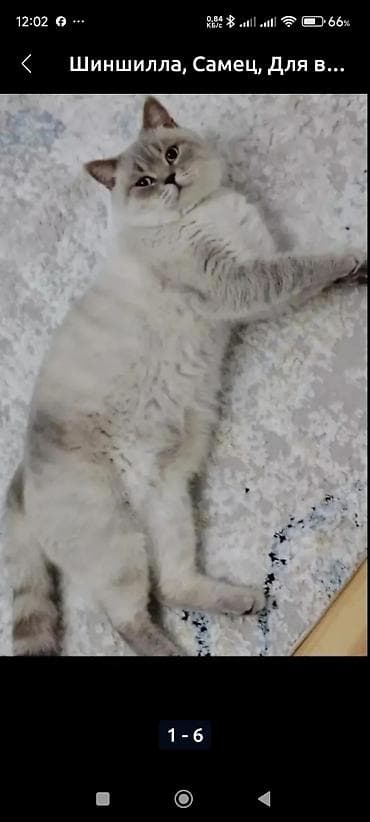 Digər heyvanlar: Britan — 10