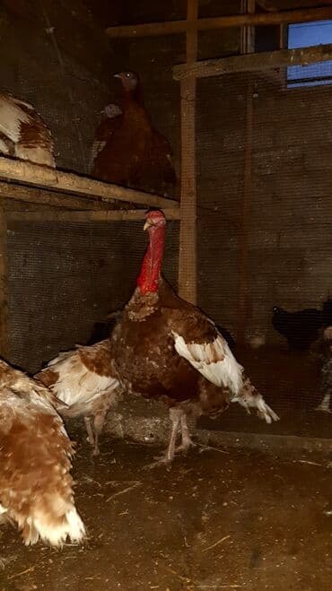 çüçələr: Qırmızı kanada hinduşka cücesi və yumurta satılır 1 metirden hündürdü — 1