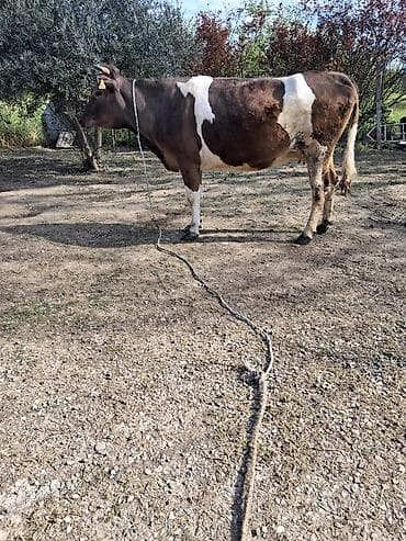 inekler ucar: Dişi, Simental, il: 5, Südlük, Ünvandan götürmə — 2