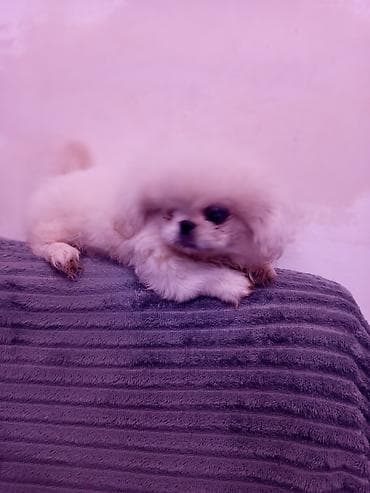 pidbul balasi: Pekines — 2
