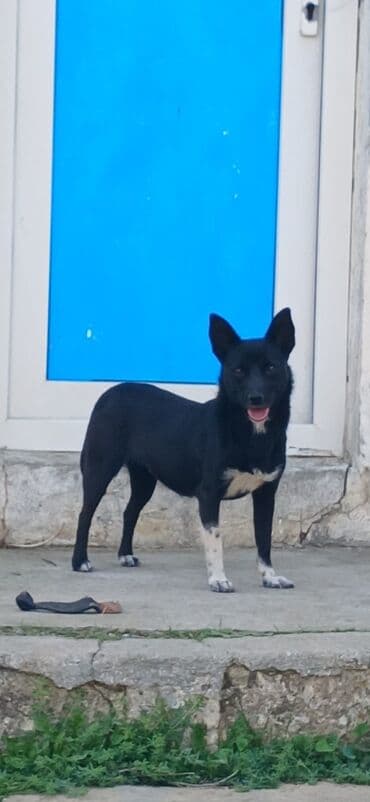 İtlər: 11 ay, Dişi, Peyvəndli, Ödənişli çatdırılma — 1