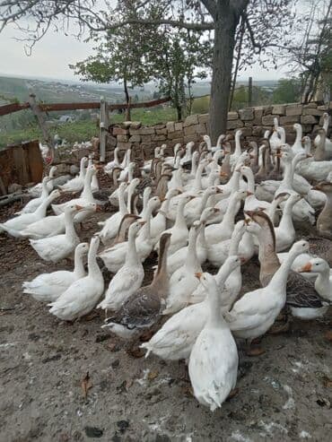 xacmazda satilan inekler: Linda, Kuban qaz sürüsü satılır sağlam, ətliy, damazlıq. 5 aylığ — 2