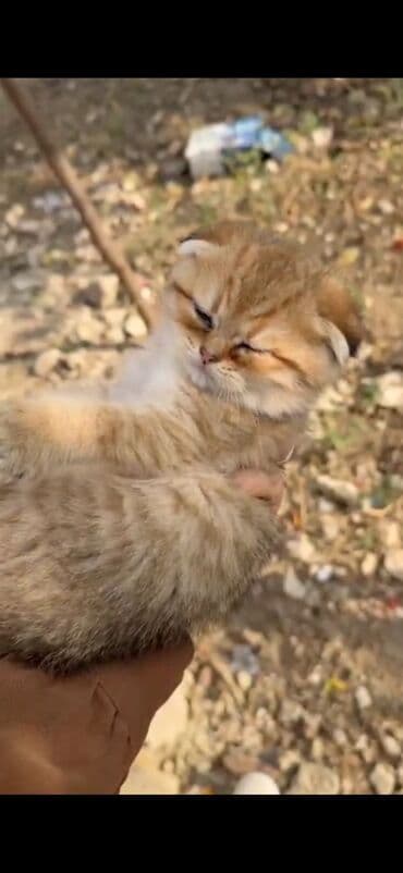 pişik tualet: Britan — 3