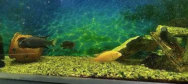 tap az xaski: Malavi balığı — 3