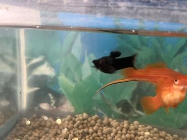 bildircin eti satisi: Dördbucaq akvarium, Balıqlarla birlikdə, 7 l, Ünvandan götürmə, Ödənişli çatdırılma — 7