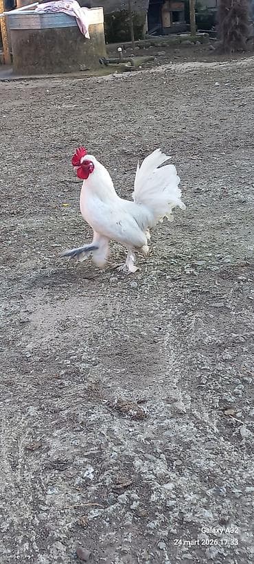 samuyan dermani: Toyuq, Damazlıq — 8