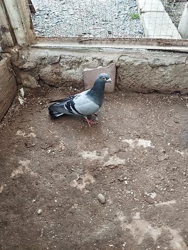 Tutuquşları: Drakon erkey xirda dimdik — 1