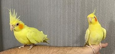 Korella hazır cütdü. En son keçen il bala almışam. Ondan sonra yuvanı — 5
