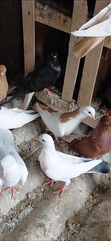 Птицы: Məhsul: Ev göyərçinləri gördüyünüz quşların hamsı bir dam quşdur 40dan — 10