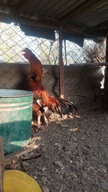 qaz və ordək: Xoruz, il: 1 — 3