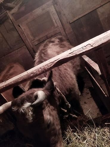 Dişi, il: 1, 1 kq, Damazlıq, Ünvandan götürmə