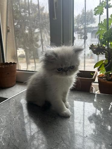 fars pişiyi: Fars — 3