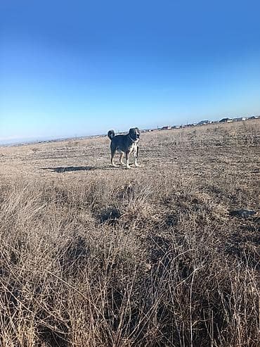 simental erkek dana: Erkek — 2