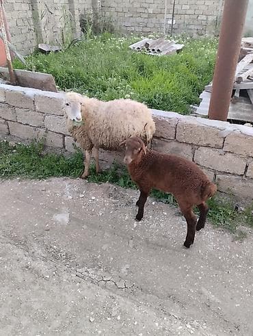 qoçlar: Qoyun və quzu dəsti cavan yeyimcil qoylundu 1ci qarındı quzu 1ay — 2
