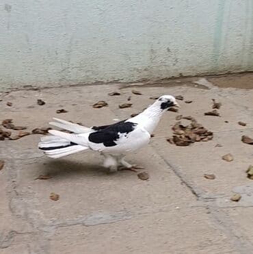 göyərçin yuvaları: 19 tük orta cırıq quyruq əfqanka erkək satılır. Şar oynaqdı. 1 ay olar — 4