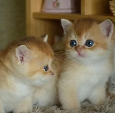 Птицы: Золотая шиншилла, Самец, Самка, Самовывоз — 3