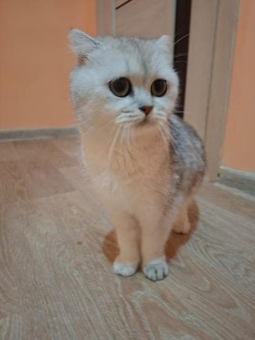 eşək şəkili: Şotland, Dişi, Ödənişli çatdırılma — 2