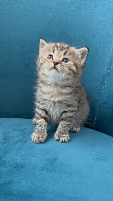 Britan, Ünvandan götürmə