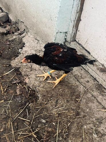 Другие животные: Курица, Для разведения — 5