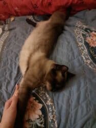 сиамская вислоухая кошка цена: Сиамская, Самец, Для вязки, Самовывоз — 4