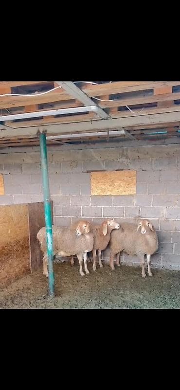 Yemlər: Satılır: 3 baş qoyun - Cins: ehtimalən ətlik/südlük yerli qarabaş tip — 2