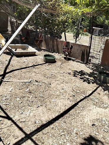 deri kurtkalarin temiri: 5 xoruzlu qiymət hamsi 150 manat — 2