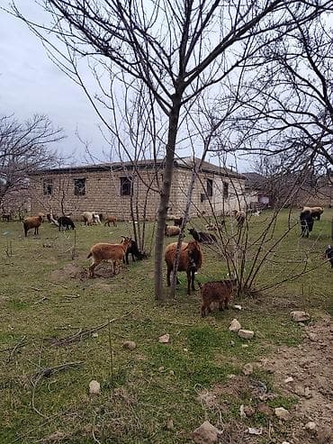 Дома: 22 соток, Для строительства, Риэлтор, Купчая — 9