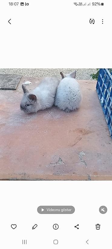 Гуси: Angora tipli dekorativ dovşan balaları
satılır. 10. m — 8