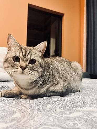 Tabbi, Yaxşı əllərə