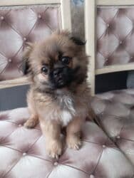 pitbul itləri: Pekines, 3 ay, Dişi, Ünvandan götürmə — 1