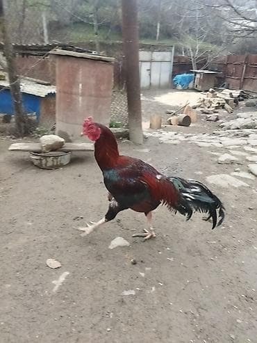 Gəmiricilər: Qırmızı xoruz 3 yaş yarım. damazlıq. bu biri balaca qırmızı iyun — 1